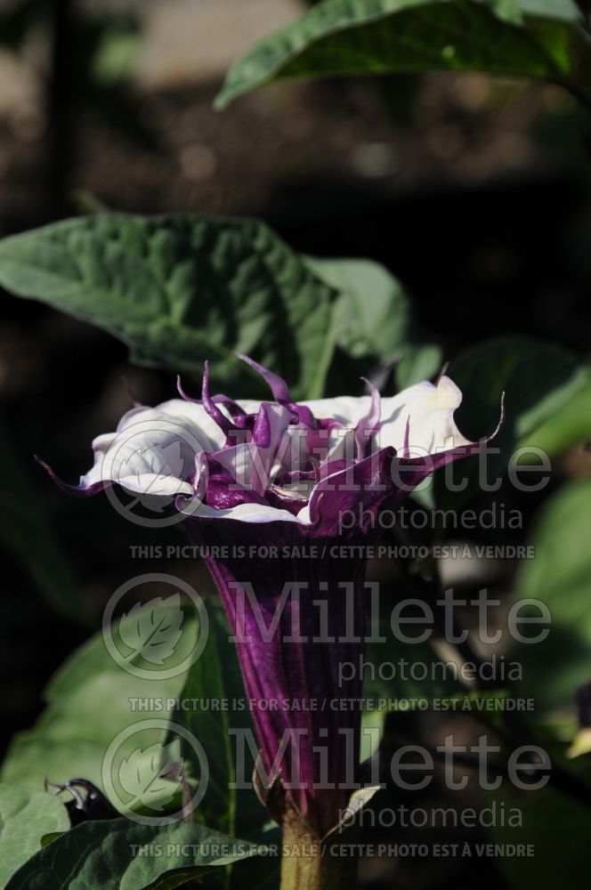 Datura Metel Ballerina Purple (Devil's Trumpet) 2 