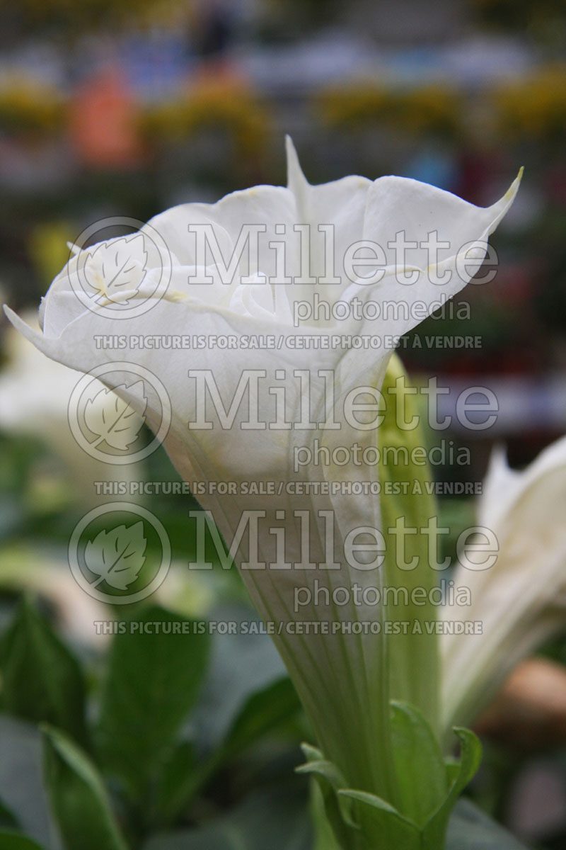 Datura Metel Ballerina White (Devil's Trumpet) 1