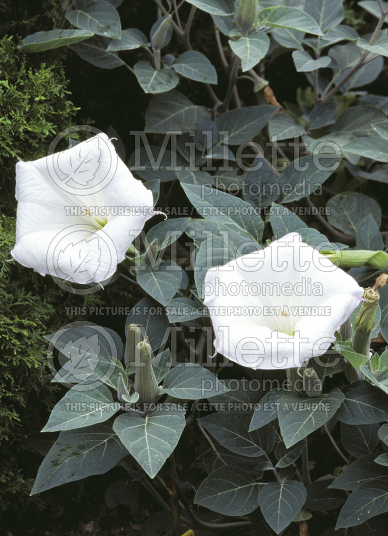 Datura Metel Evening Fragrance (Devil's Trumpet) 1