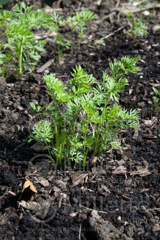 Daucus carota (Carrot vegetables) 21