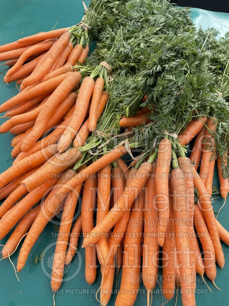 Daucus carota (Carrot vegetables) 20