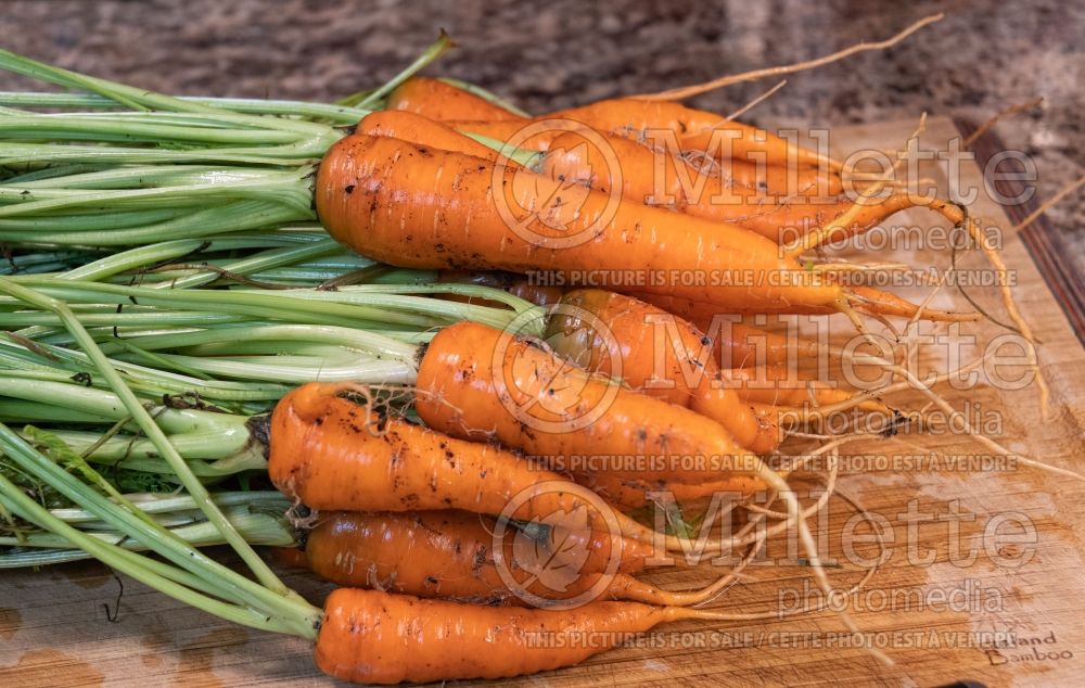 Daucus Danvers Half Long (Carrot vegetable) 1