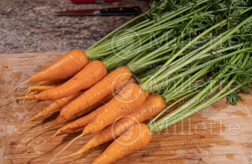 Daucus Danvers Half Long (Carrot vegetable) 2