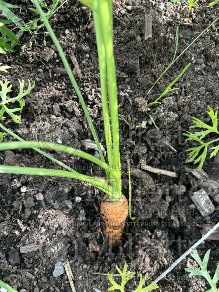 Daucus Naval (carrots vegetables) 1