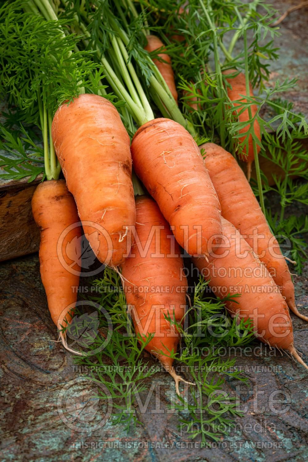 Daucus Danvers (Carrot) 3