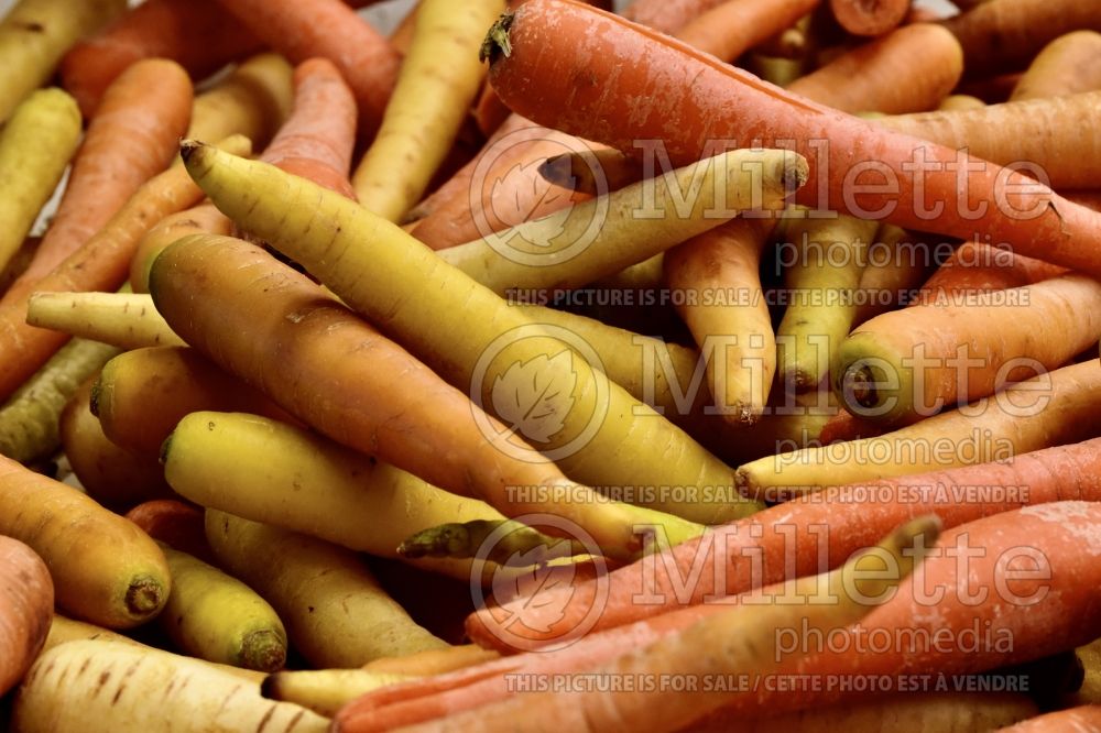 Daucus Sunshine Mix (Carrot vegetable) 1