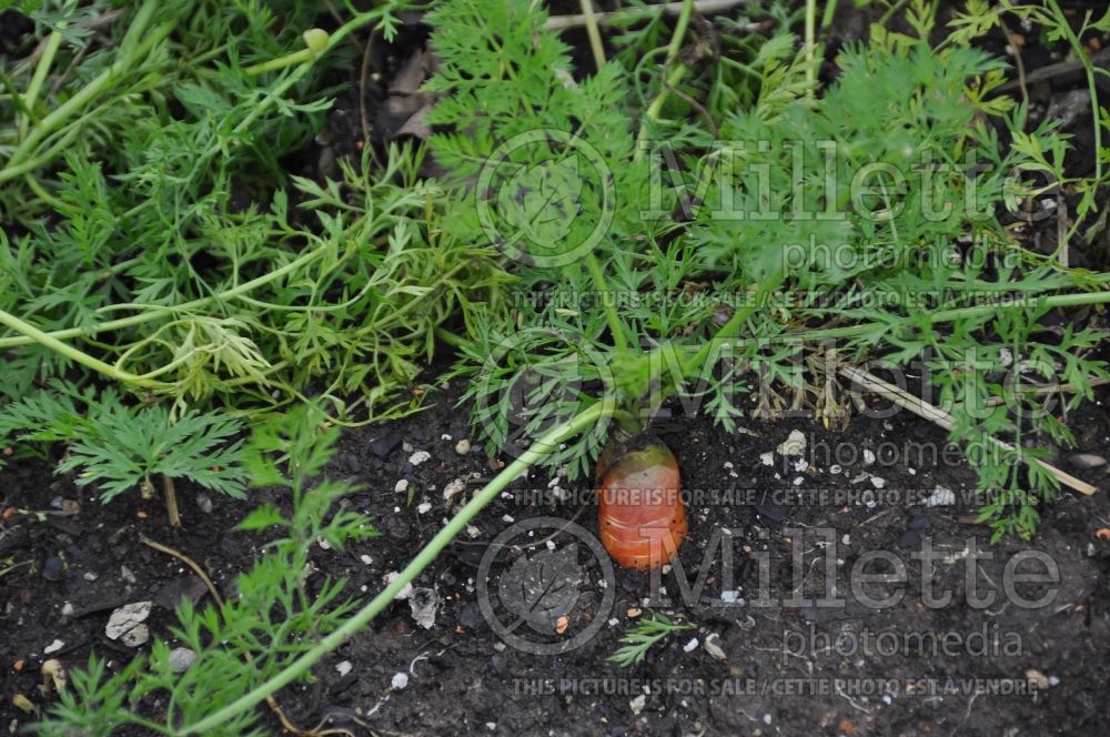 Daucus Mokum (Carrot vegetable) 1