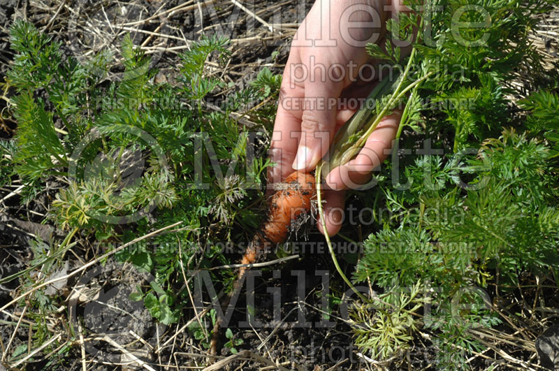 Daucus carota (Carrot vegetables) 5