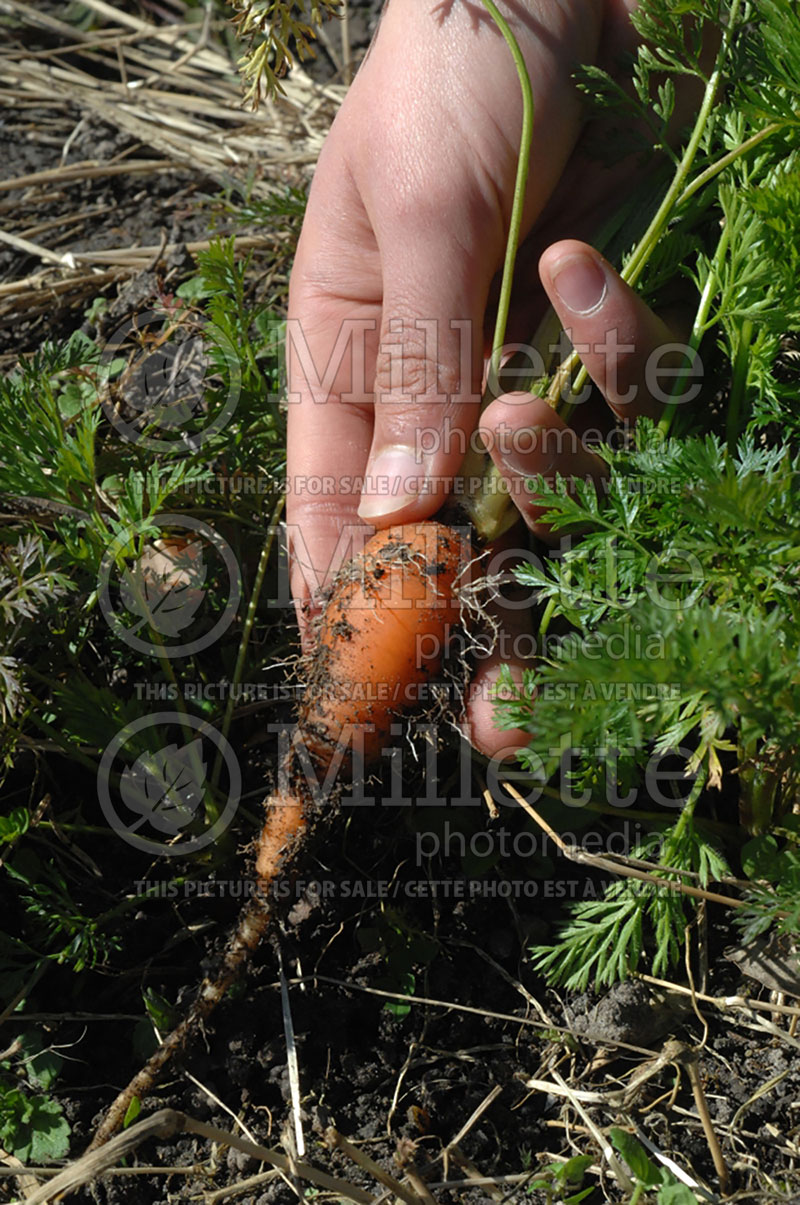 Daucus carota (Carrot vegetables) 6