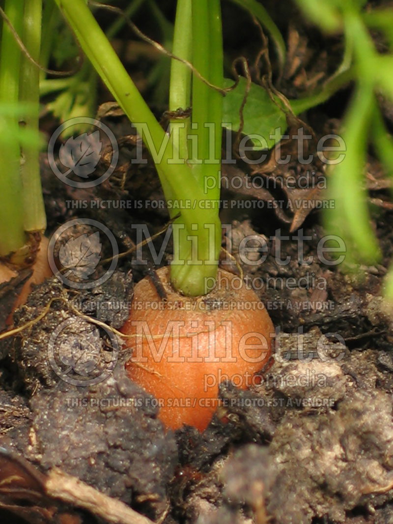 Daucus carota (Carrot vegetables) 3