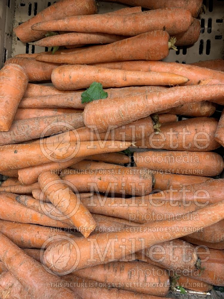 Daucus carota (Carrot vegetables) 10