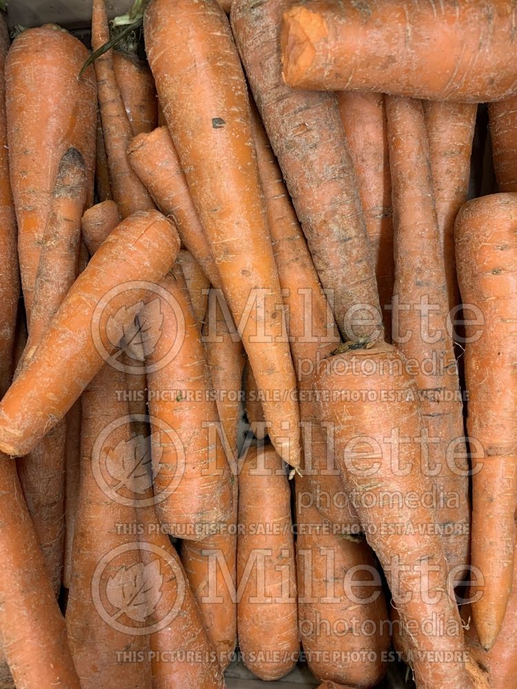 Daucus carota (Carrot vegetables) 11