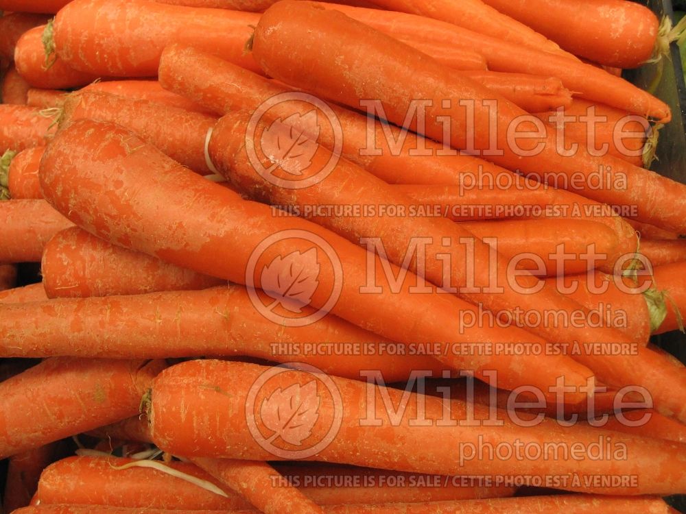 Daucus carota (Carrot vegetables) 12