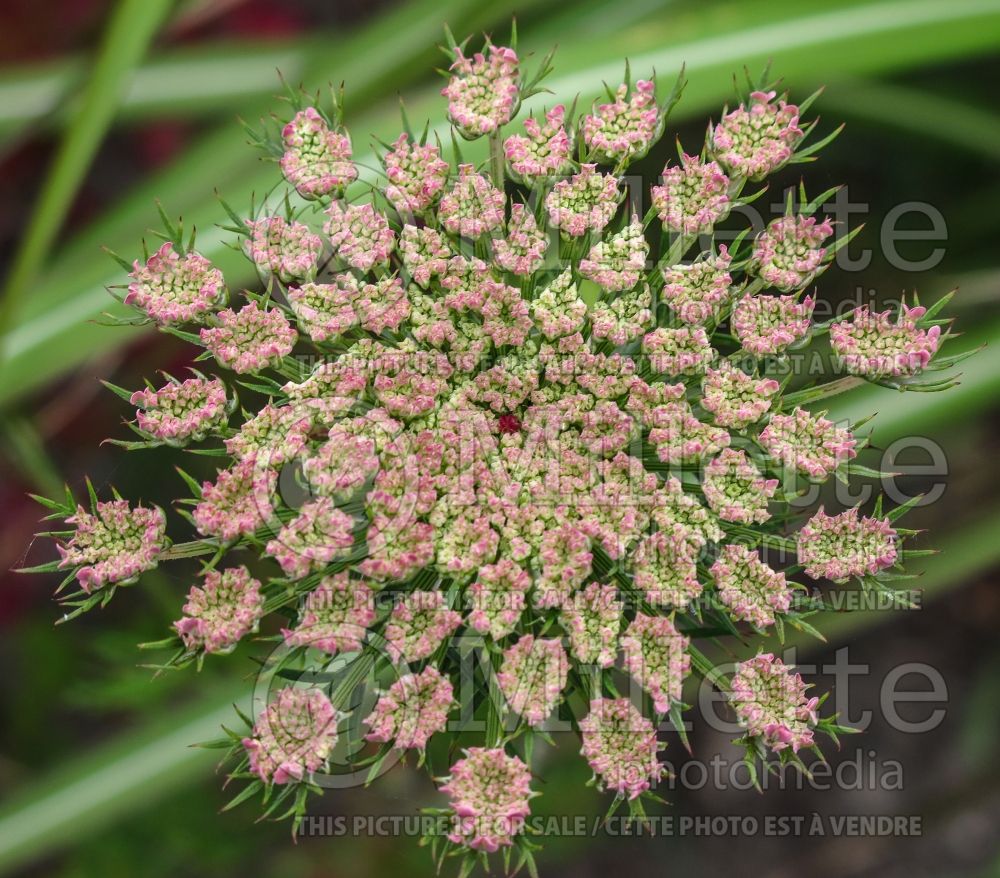 Daucus Dara (wild carrot vegetable) 1