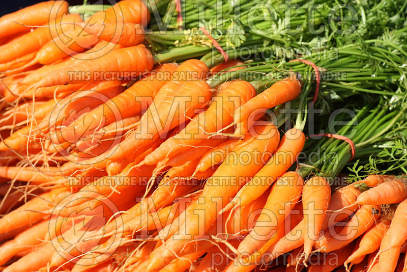 Daucus Kinko (Carrot vegetable) 1