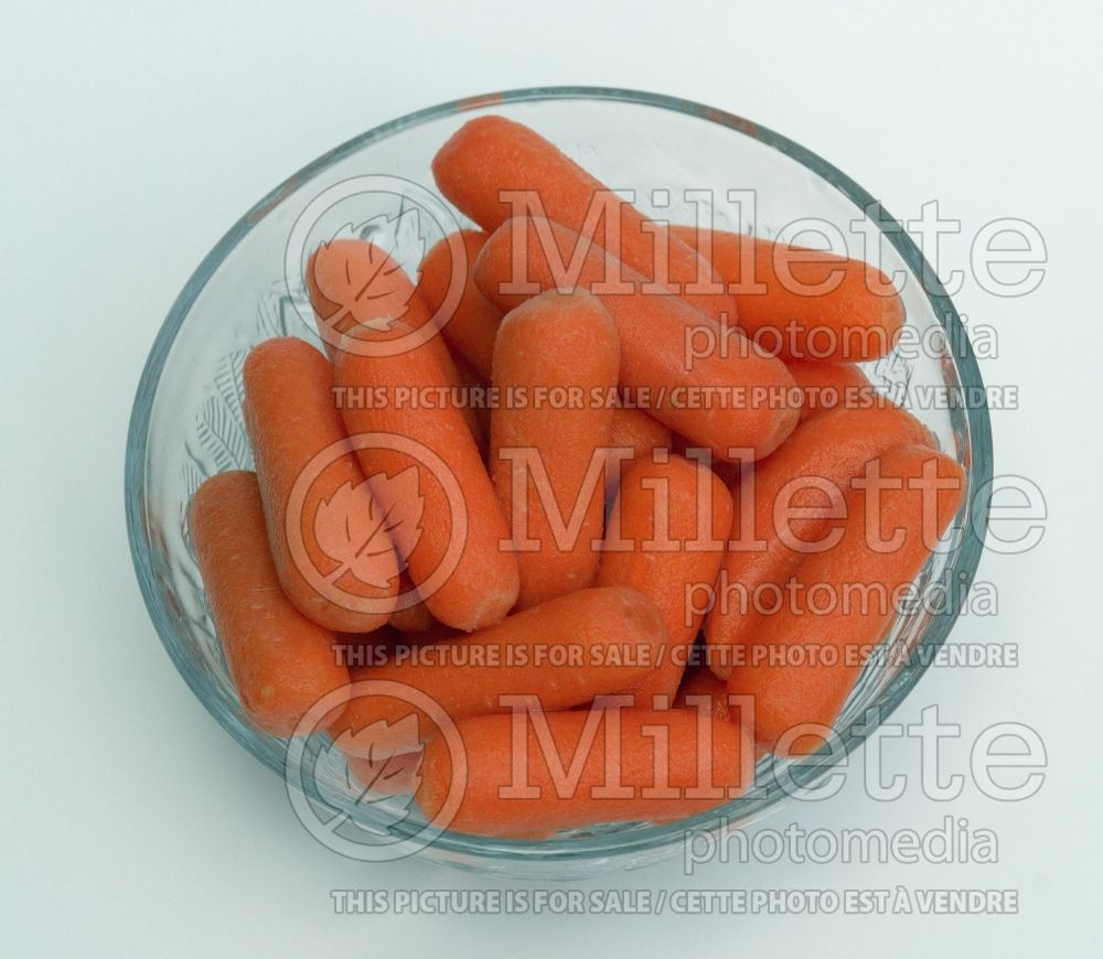 Daucus carota (Carrot vegetables) 18