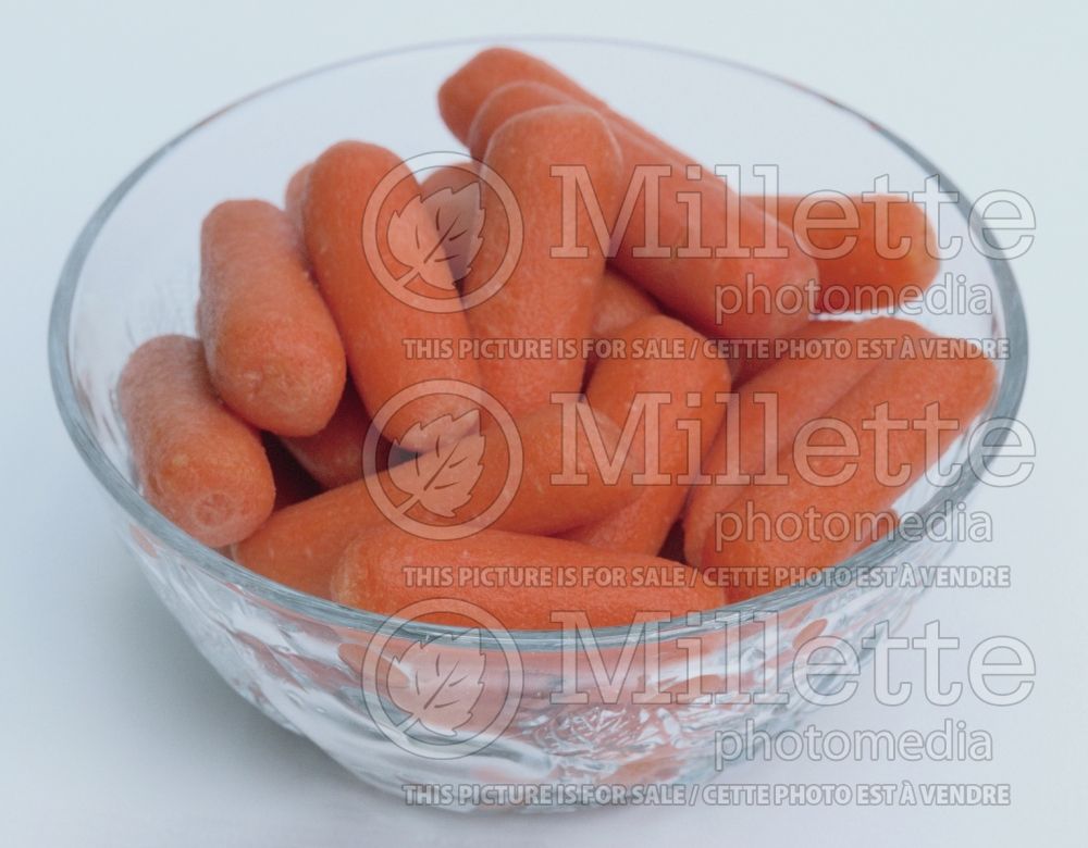 Daucus carota (Carrot vegetables) 19