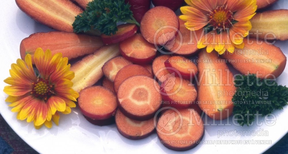 Daucus carota (Carrot vegetables) 16