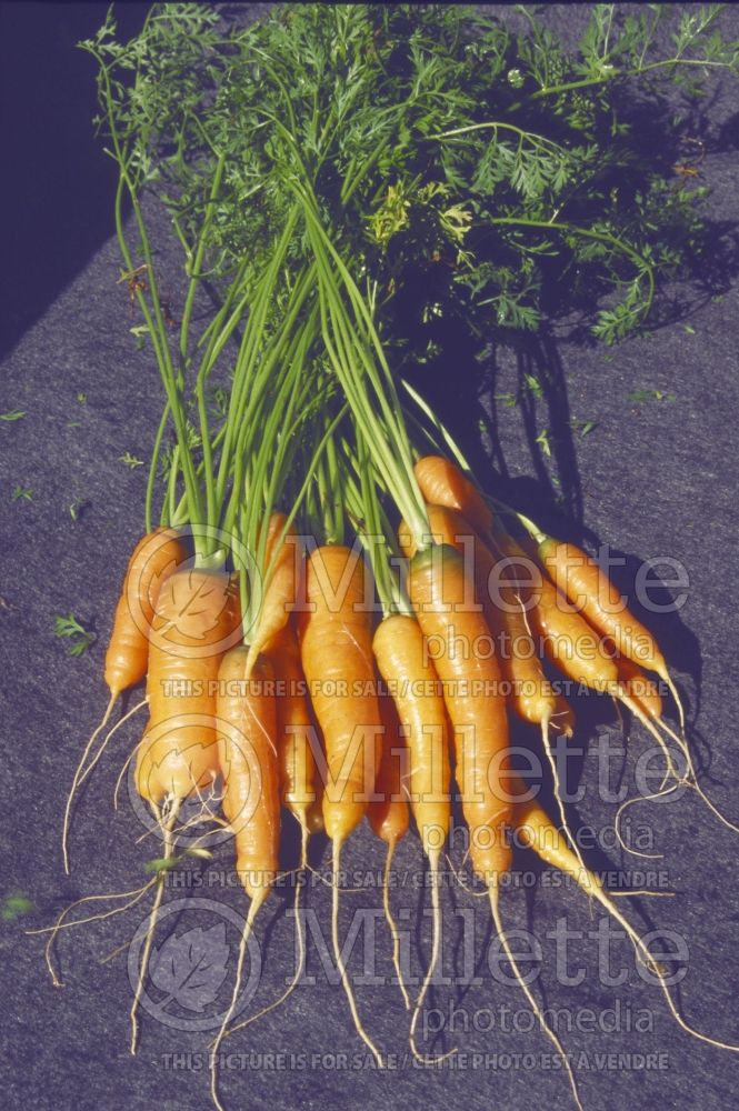 Daucus carota (Carrot vegetables) 17