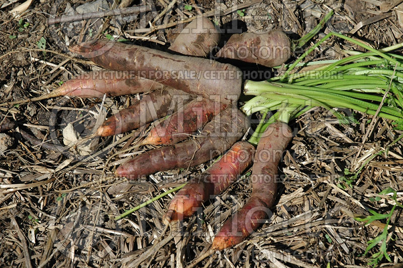 Daucus Purple Haze (carrots vegetables) 1