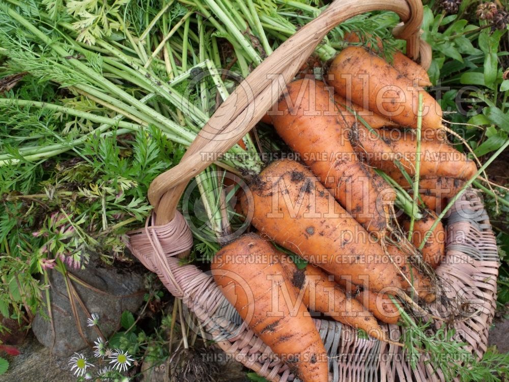 Daucus carota (Carrot vegetables) 7