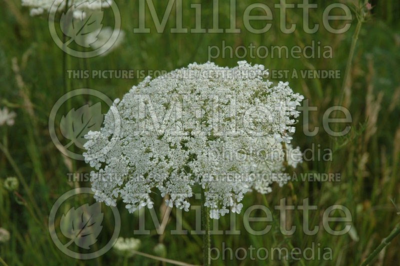 Daucus carota (Carrot vegetables) 2