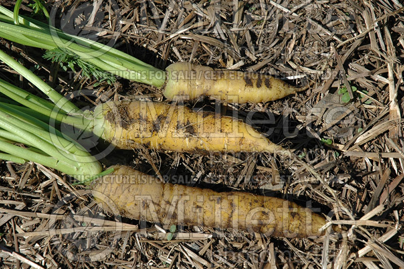 Daucus carota (Carrot vegetables) 1