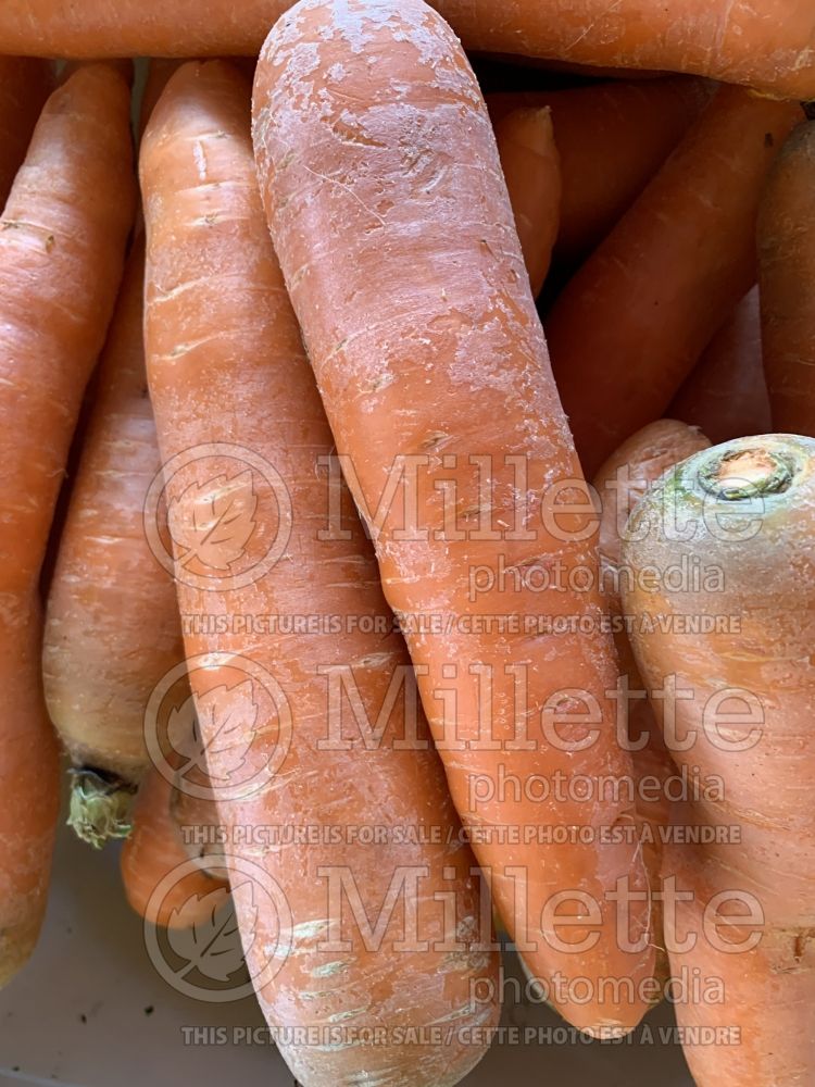 Daucus carota (Carrot vegetables) 8
