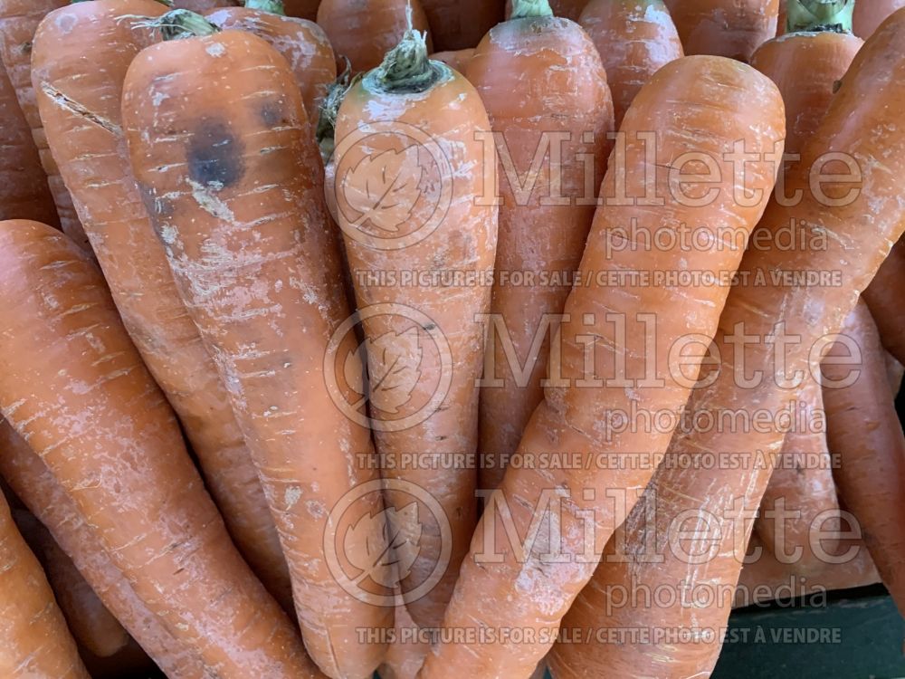 Daucus carota (Carrot vegetables) 9
