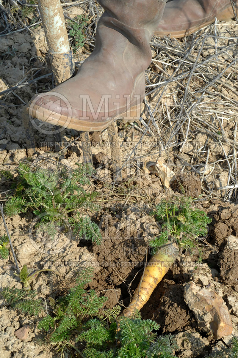 Daucus Yellowstone (carrots vegetables) 1