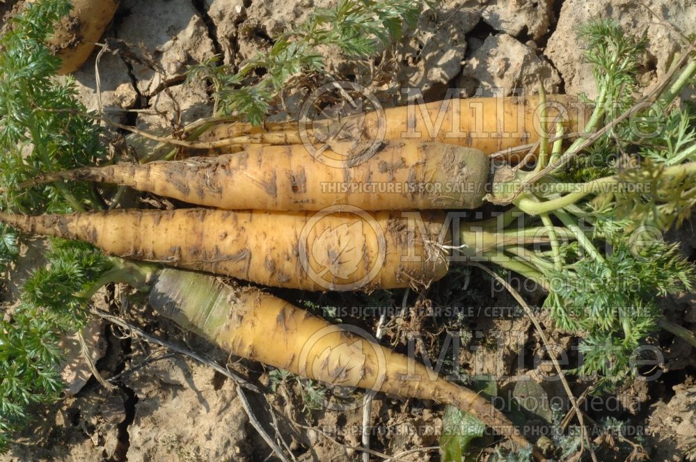 Daucus Yellowstone (carrots vegetables) 2