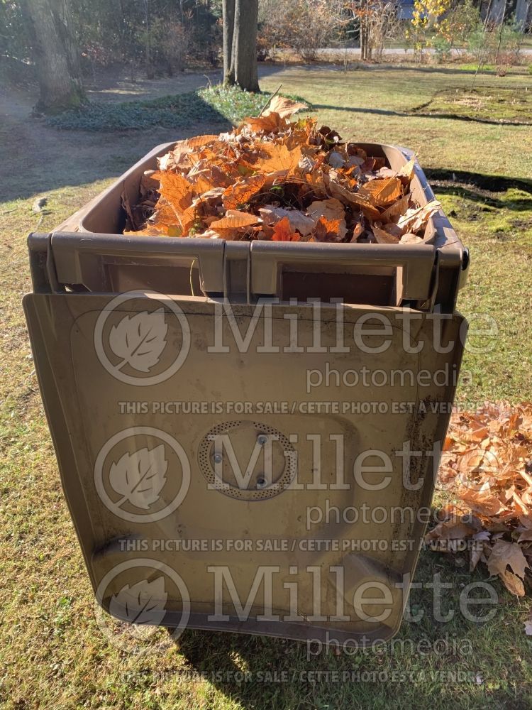 Leaf debris in an urban compost bin 1