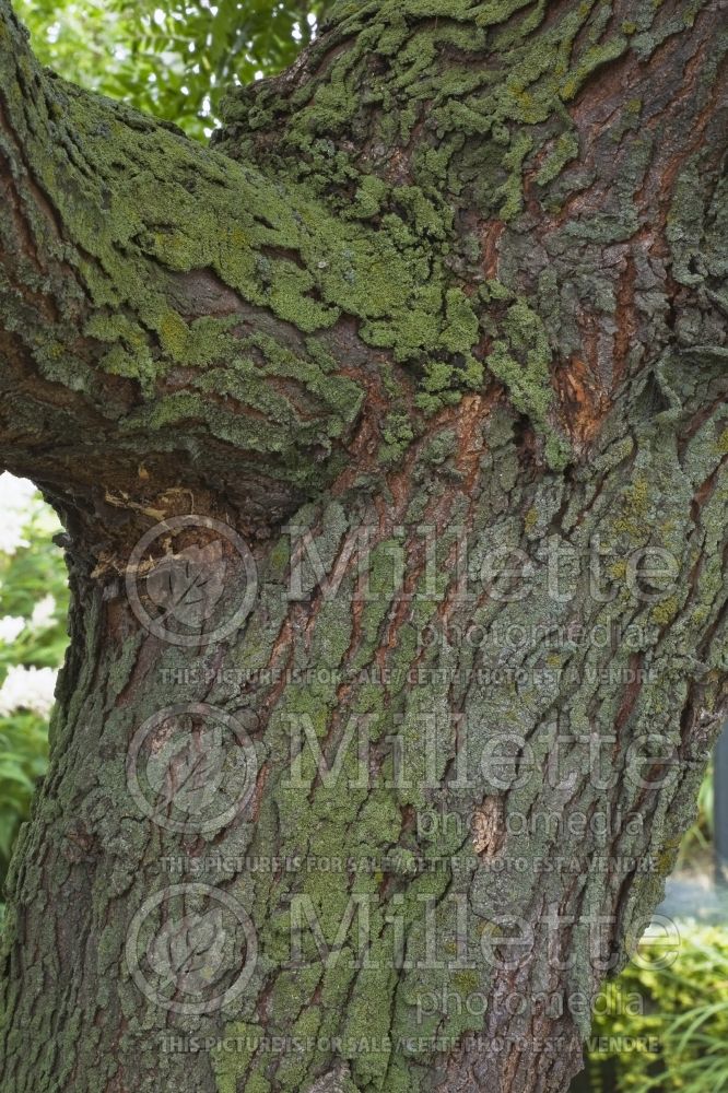 Deciduous tree trunk and branch covered with green Bryophyta - Moss in summer 1