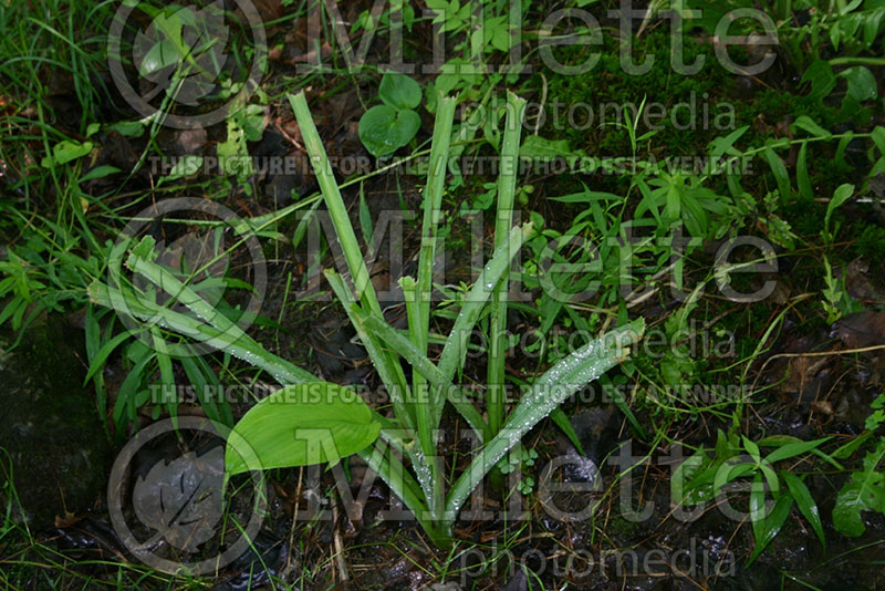 Damages by deers on Hosta - disease and damage 