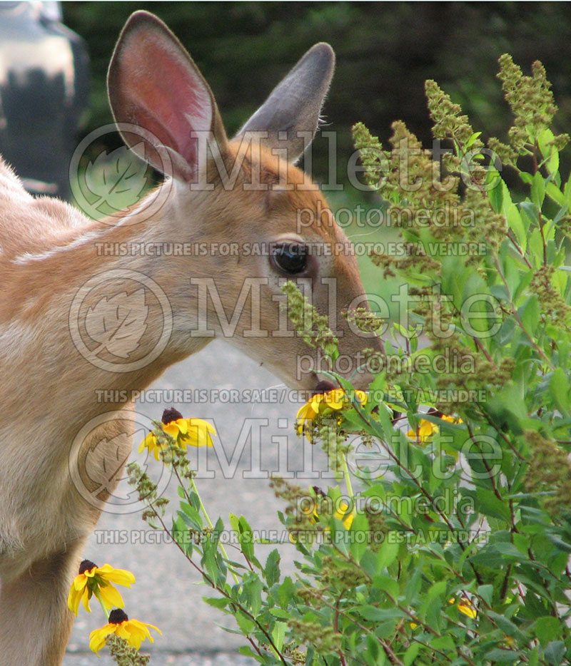 Damages by deers on flowers - disease and damage  