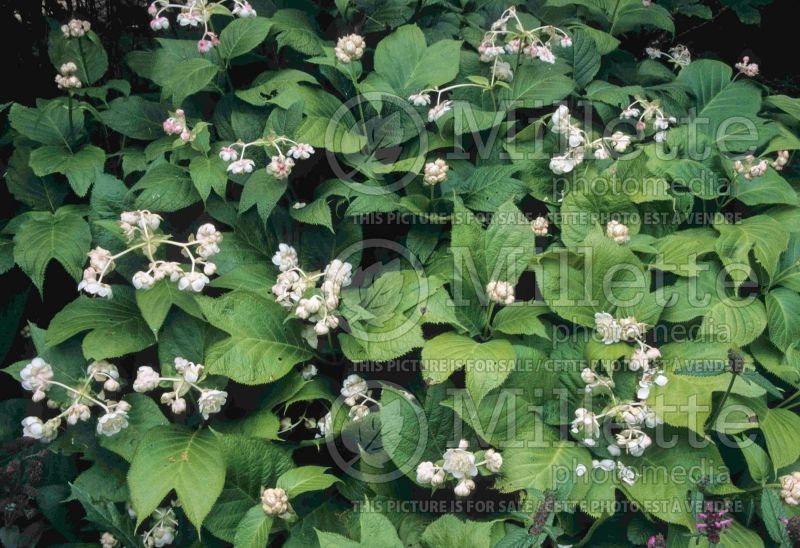 Deinanthe bifida (false hydrangea) 4 