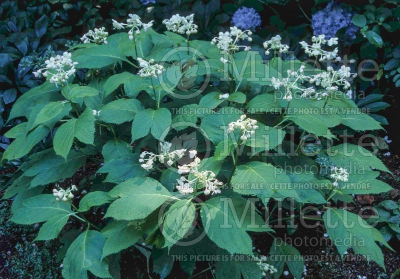 Deinanthe bifida (false hydrangea) 7 