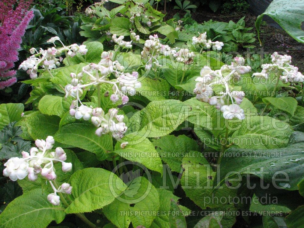 Deinanthe bifida (false hydrangea) 2 