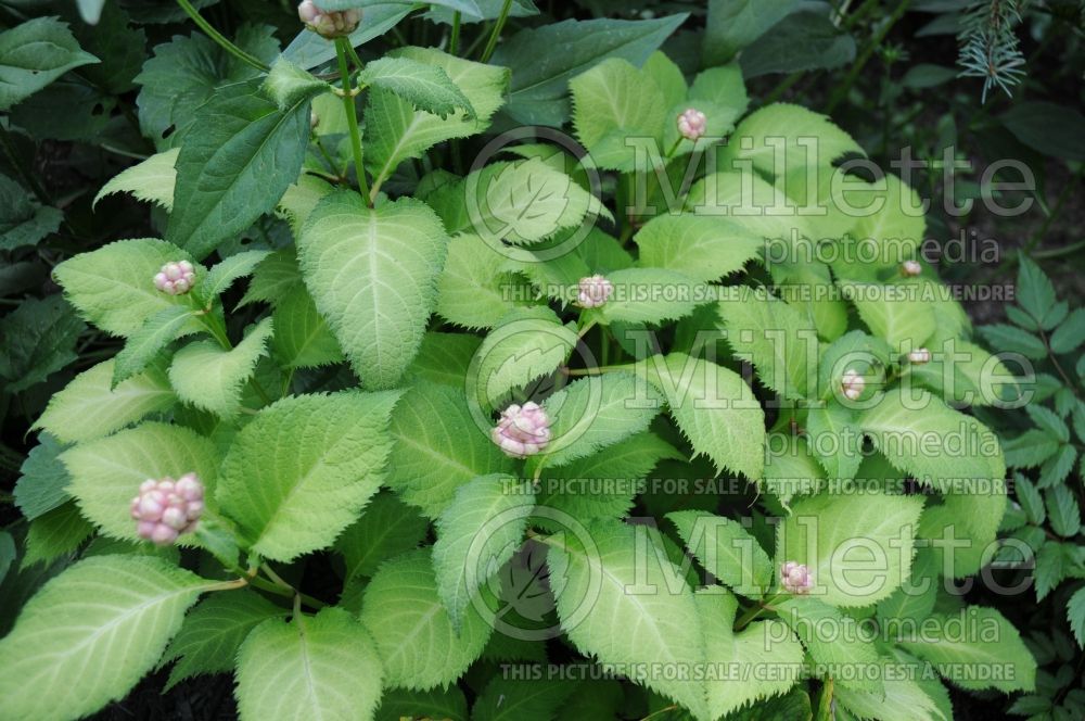 Deinanthe bifida (false hydrangea) 8 