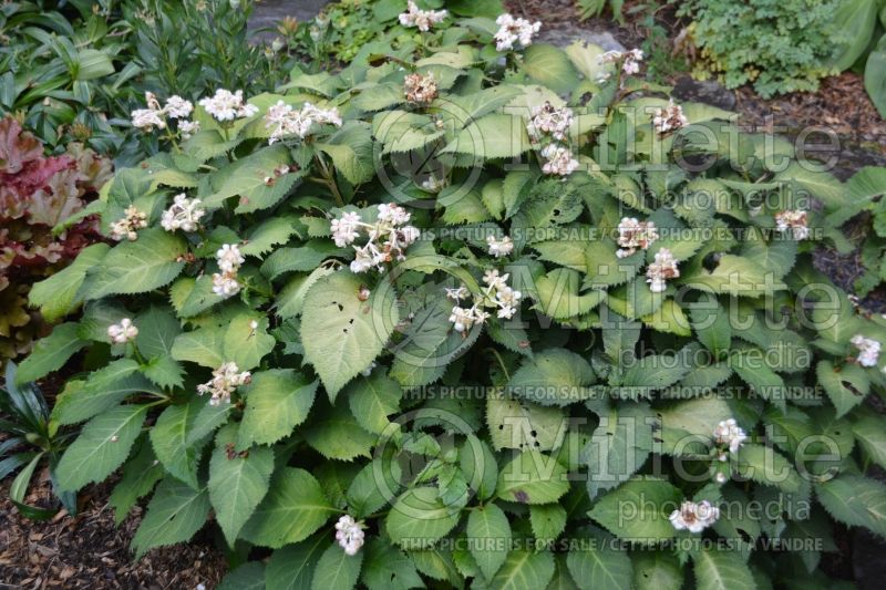 Deinanthe bifida (false hydrangea) 1 