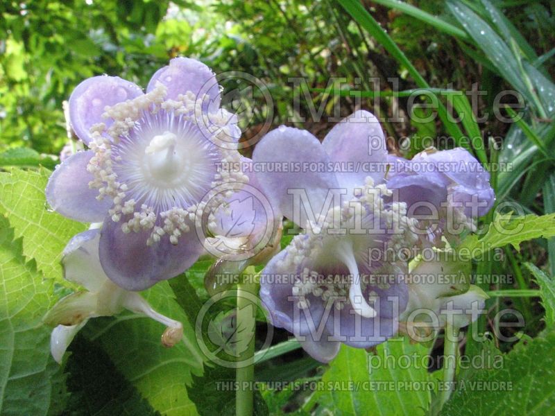 Deinanthe caerulea (false hydrangea) 1 