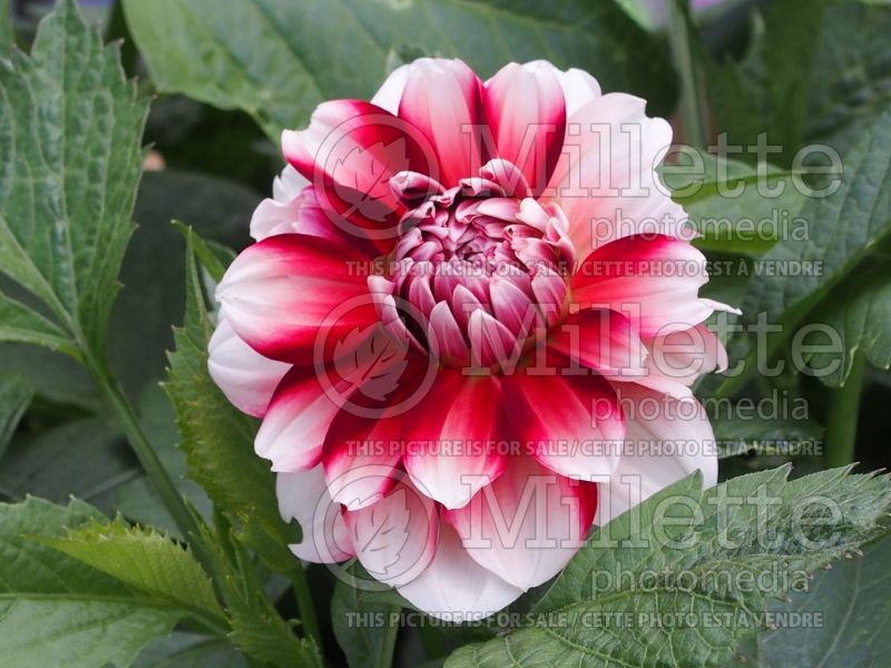 DeliDahlia Hapet Hoamatland (Edible Dahlia)  1 