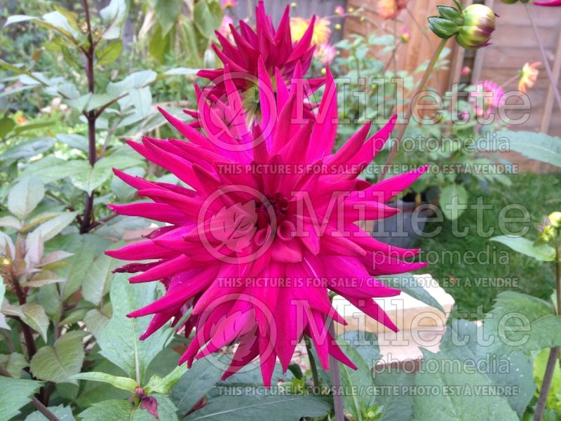 DeliDahlia Kennedy (Edible Dahlia)  1 