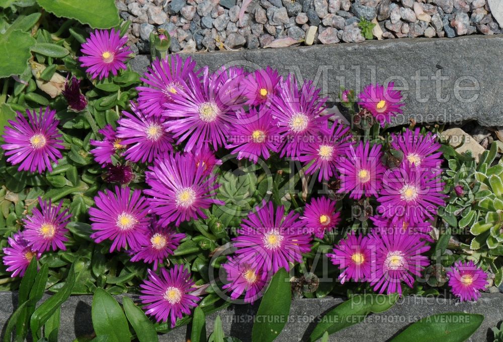 Delosperma John Proffitt aka Table Mountain (Iceplant) 3 