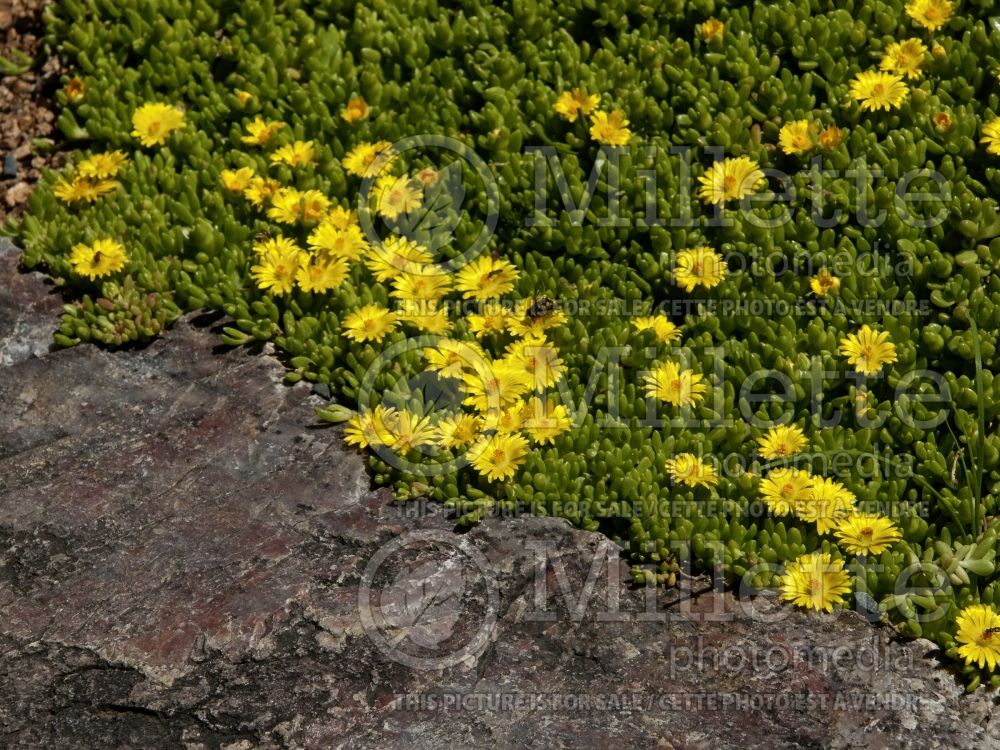 Delosperma nubigenum (Ice plant) 5 