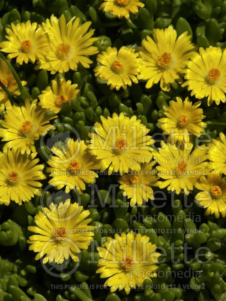 Delosperma nubigenum (Ice plant) 2 