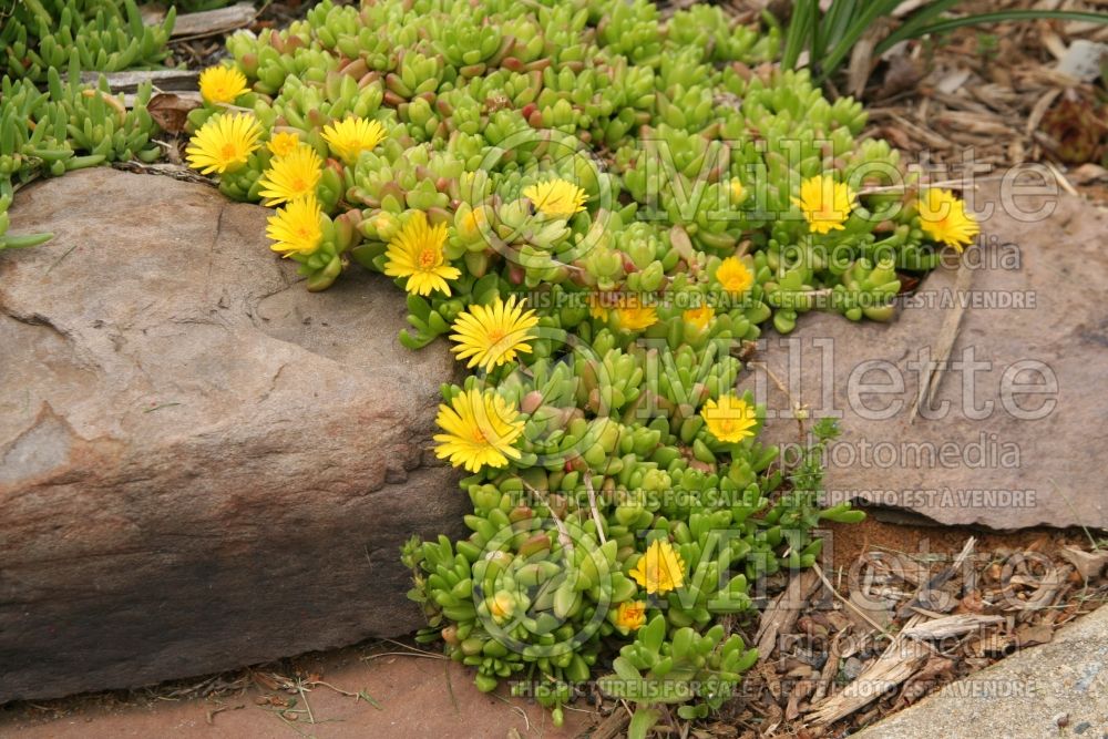 Delosperma nubigenum (Ice plant) 4 