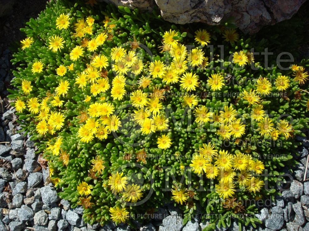 Delosperma nubigenum (Ice plant) 6 