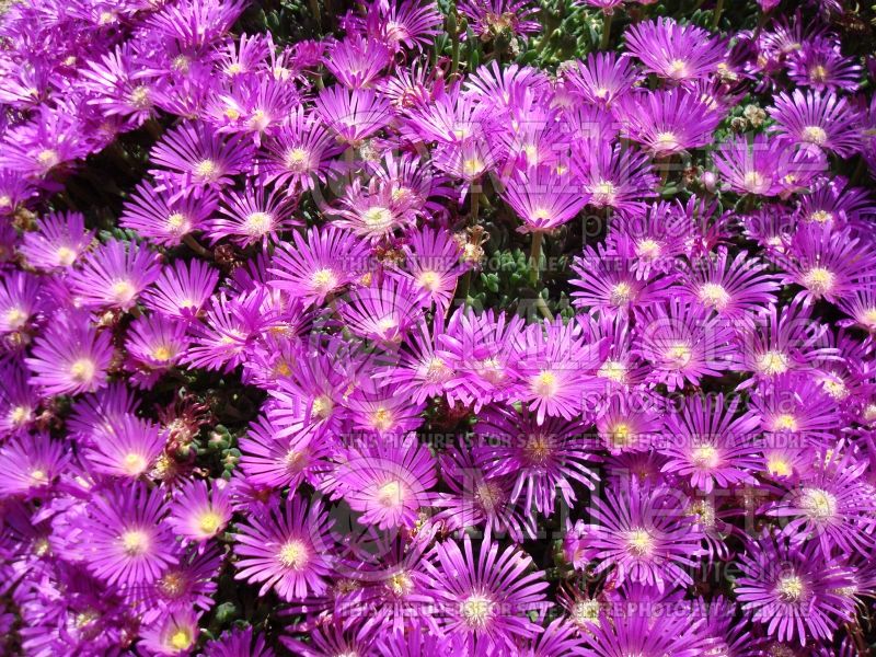 Delosperma Blut (Iceplant) 1