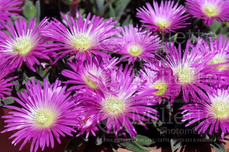 Delosperma ashtonii (Iceplant) 2 